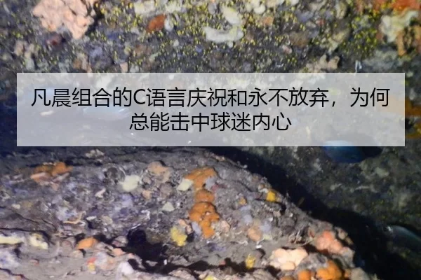 凡晨组合的C语言庆祝和永不放弃，为何总能击中球迷内心